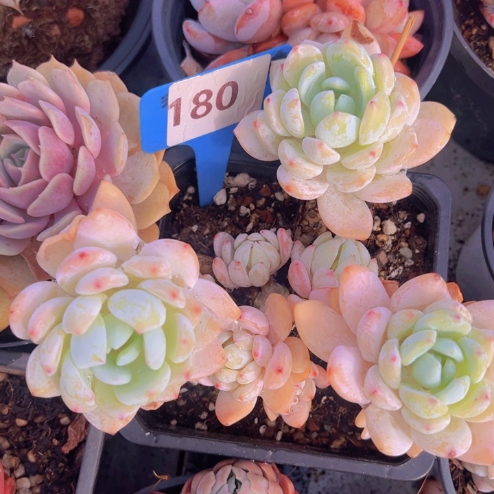 健健康康平平安安