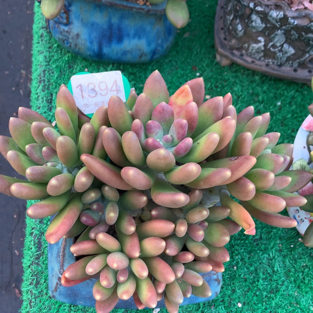 金蝉捧花一物一拍