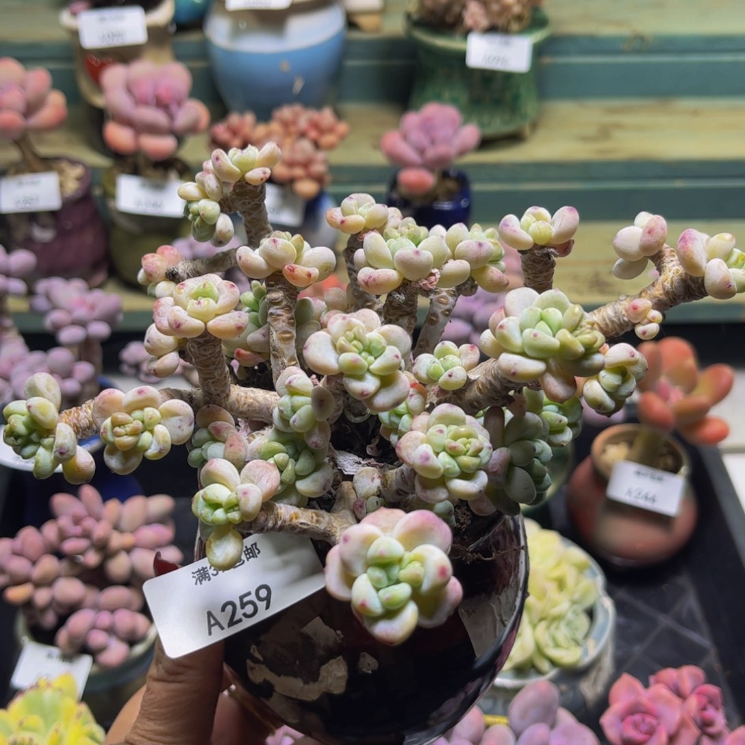 腰子罗琦259/10c m