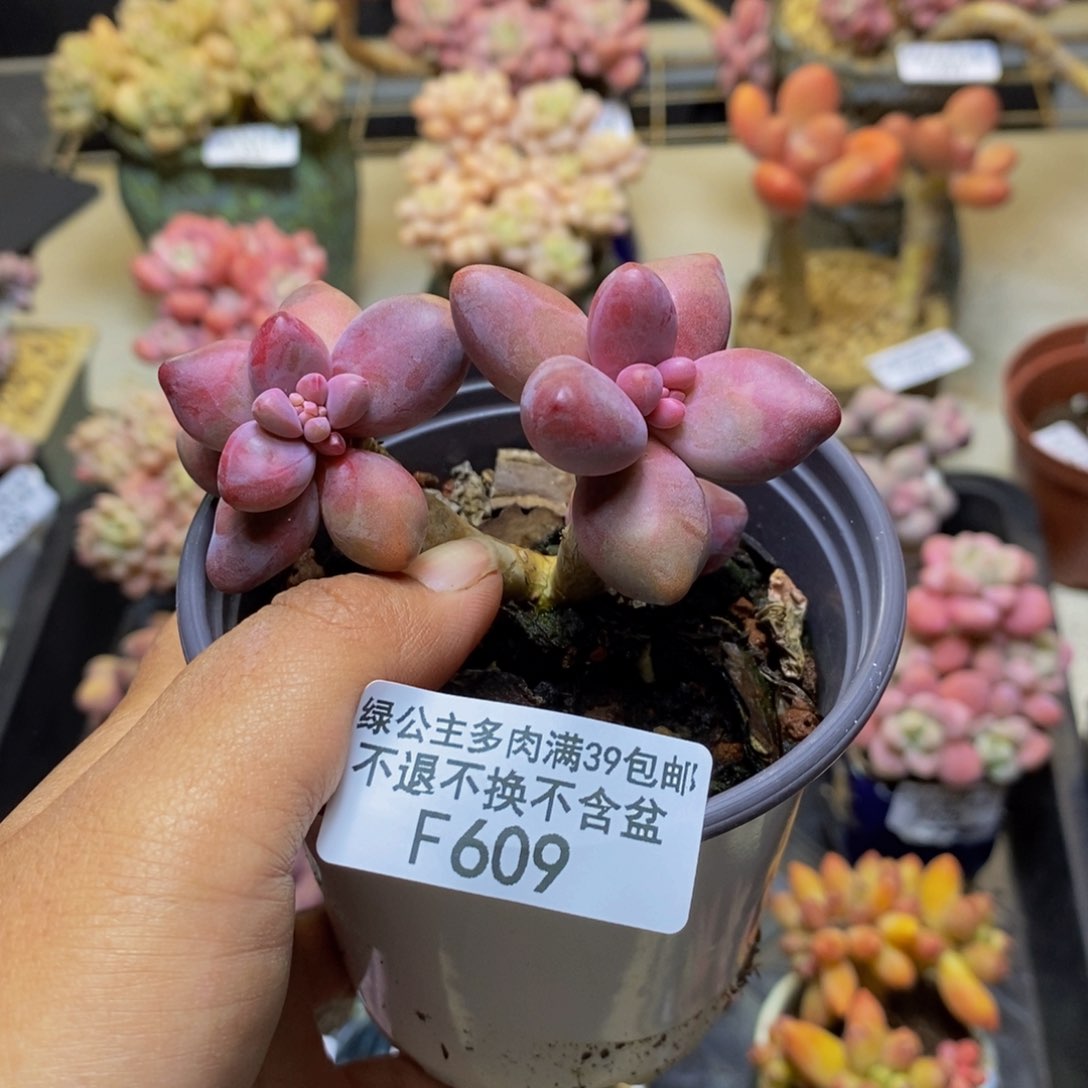 609糖果美人多肉6c m