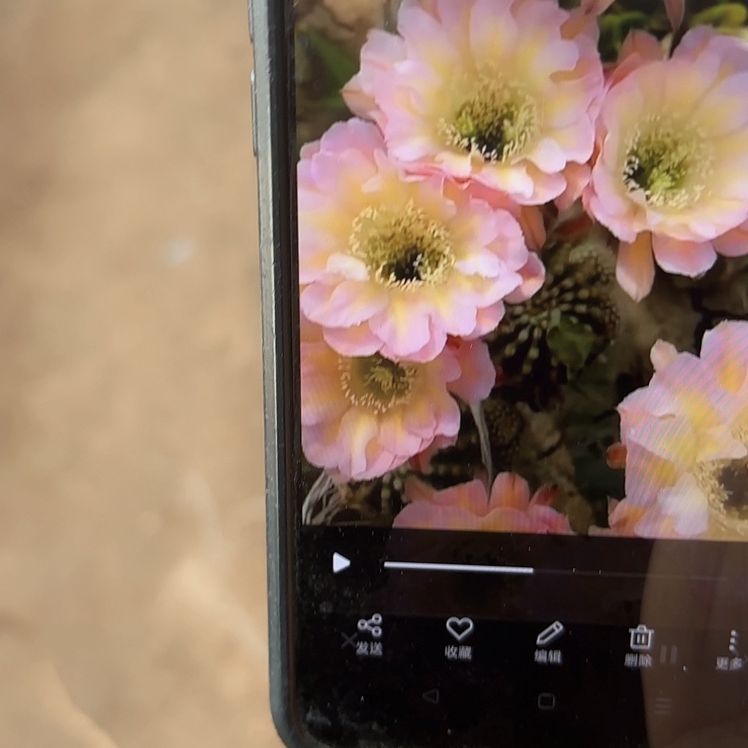 爱德华妇人彩侧牙20包邮仙人球11