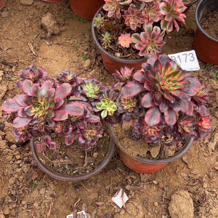 香奈而多肉植物173.