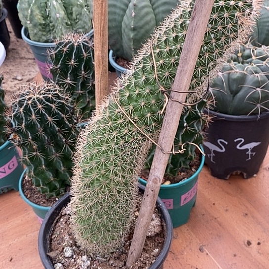 爱***肉一个大星星丸仙人球