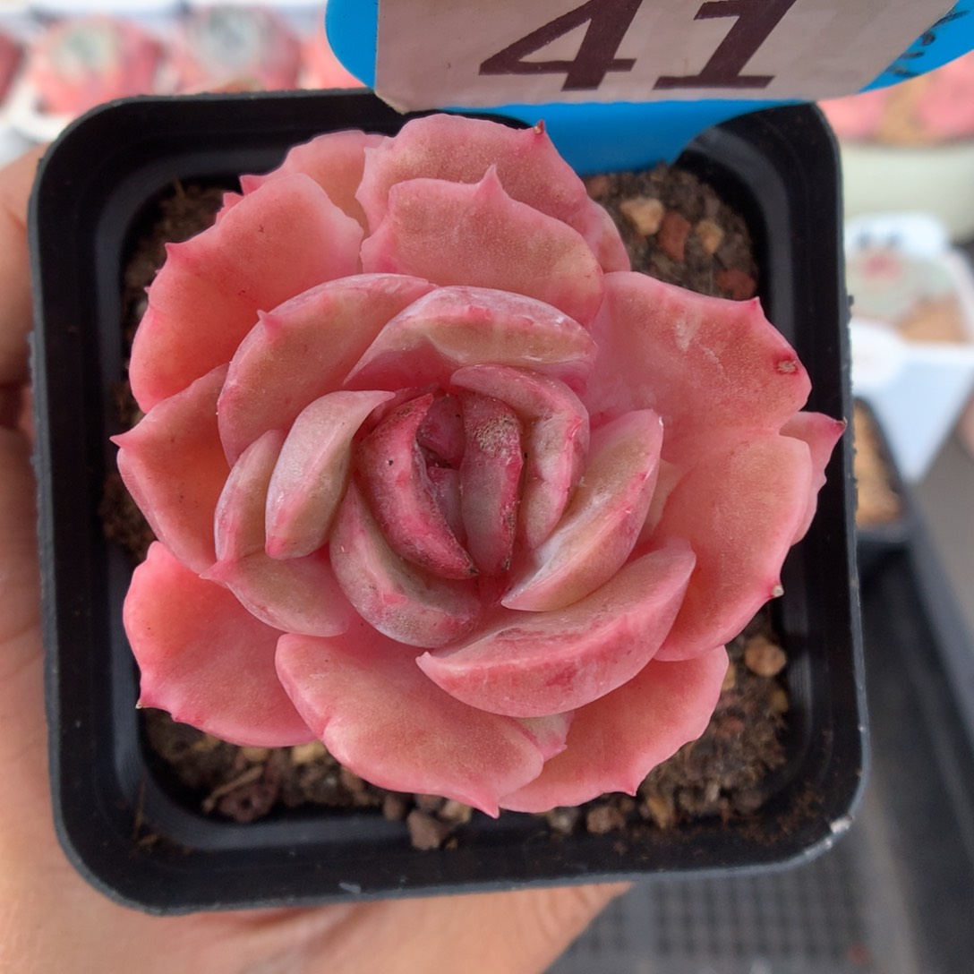 41昂斯诺石化锦微瑕多肉植物