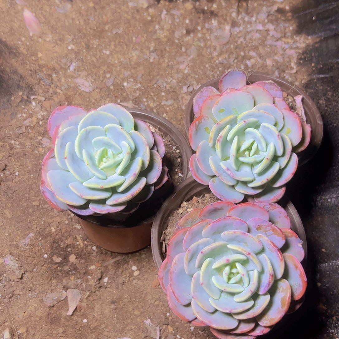 白月光3个脱土发出