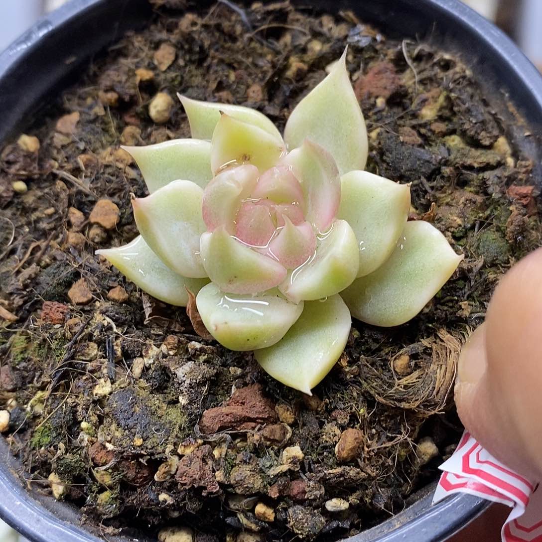 0746 不知名东云锦