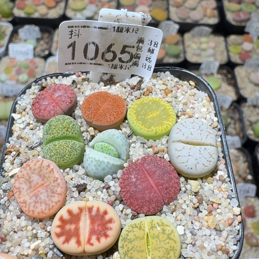 Sss精品花清货了1065