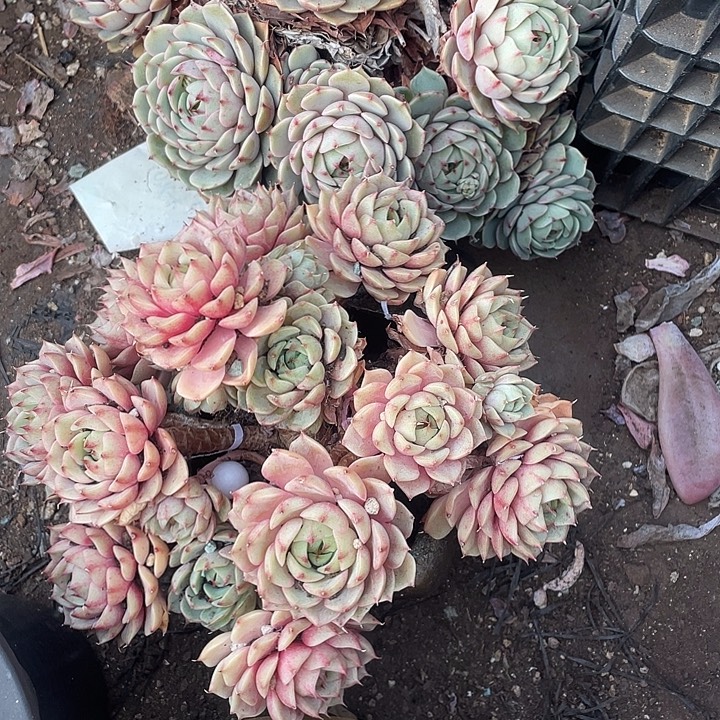 栩***栩多肉植物，本吧两颗