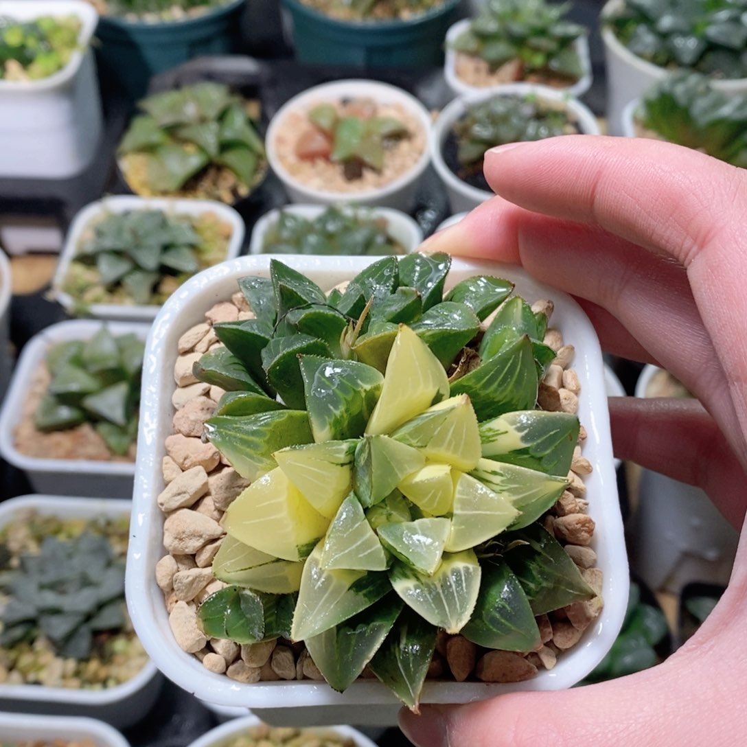 姬寿锦新手入门锦多肉