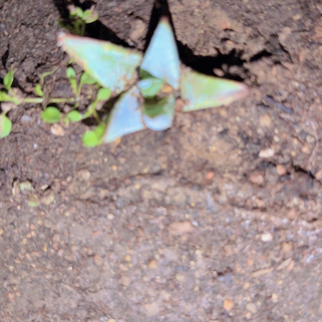 K***g块根植物块根植物