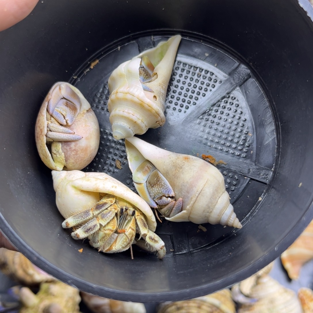 鬼市福利 不理不拉组合磨尖