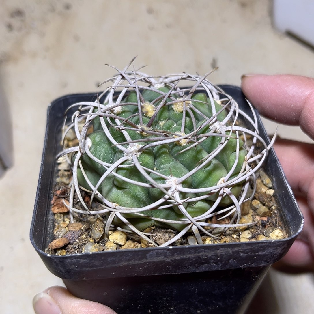 实生大尤龟甲豪刺碧岩玉