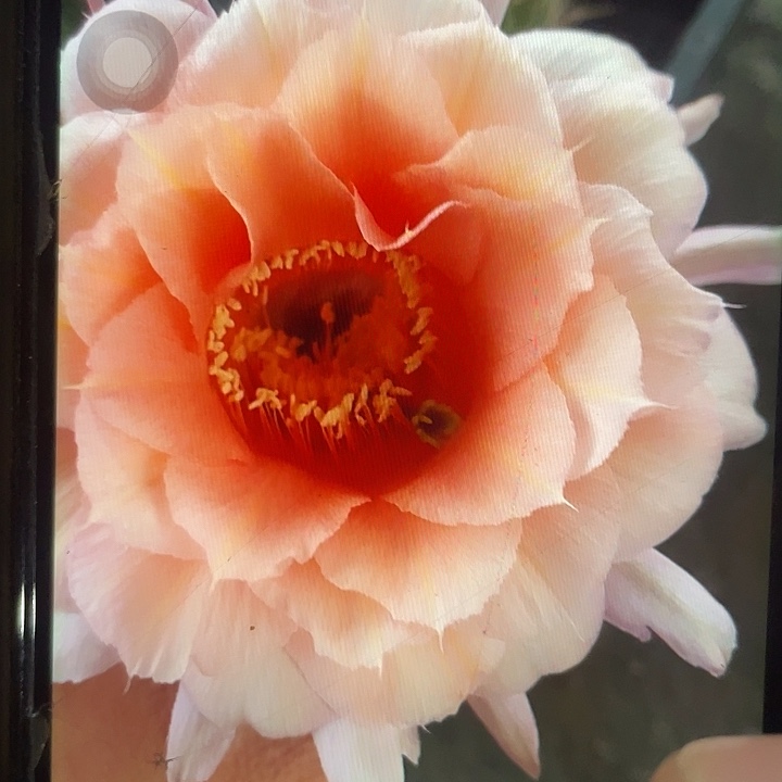 软糖2.5公分以上侧牙福利