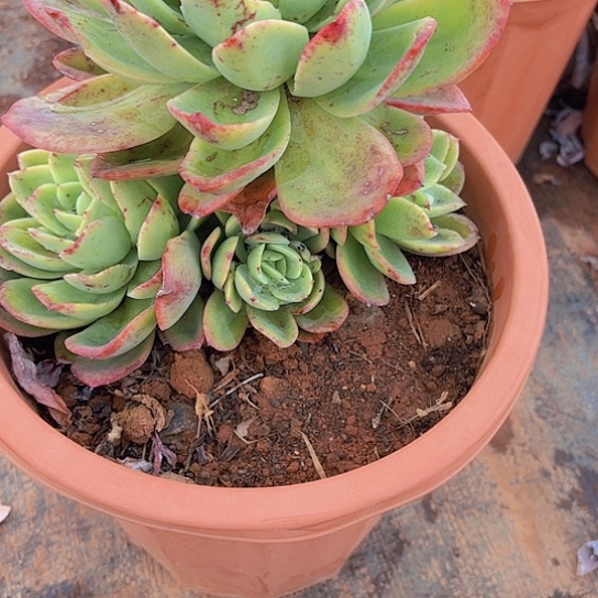 多肉植物金辉。。。