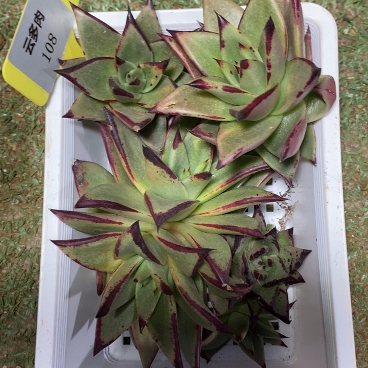 D108- 直播福利 乌木芽框拍