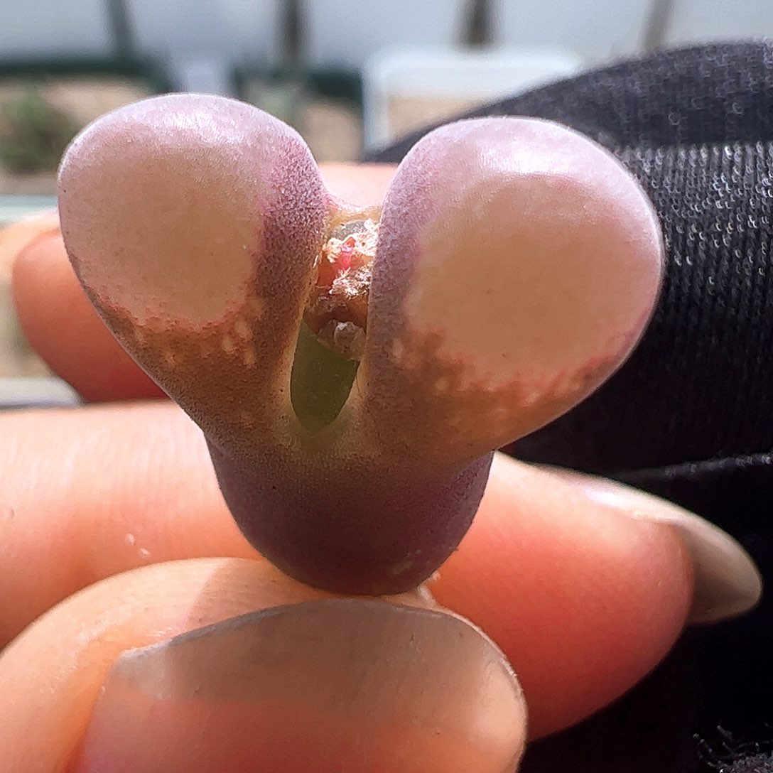 精品特价红风铃一颗463。 