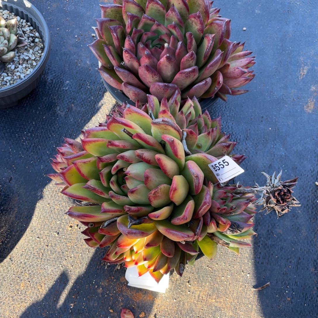 无花朵若如东云单拍B555