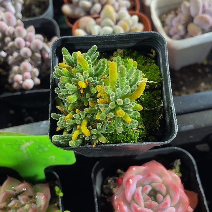 枝干翻杏带盆土发