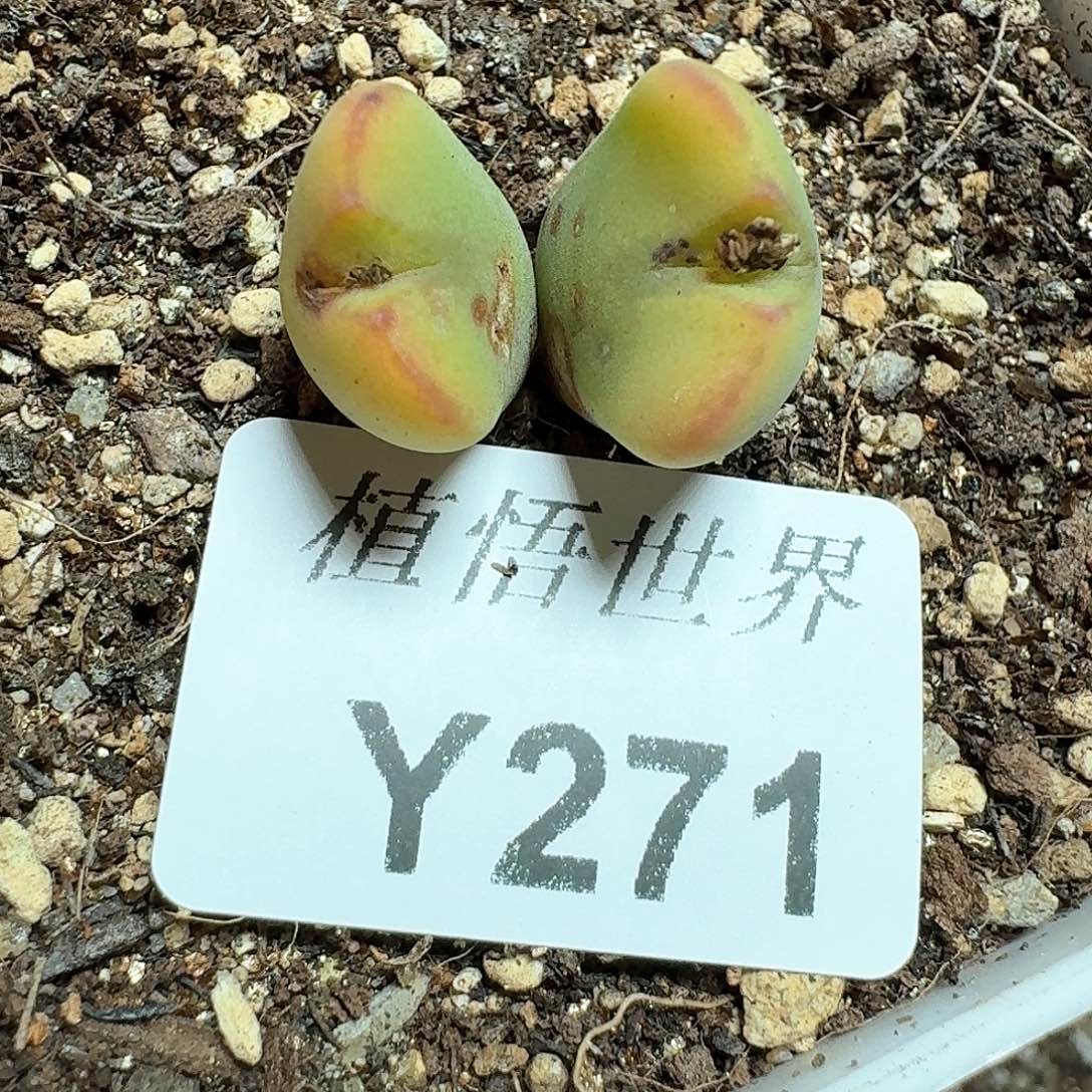 271号多肉植物哇d f