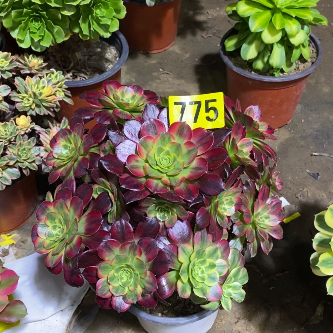 安娜多肉法师775