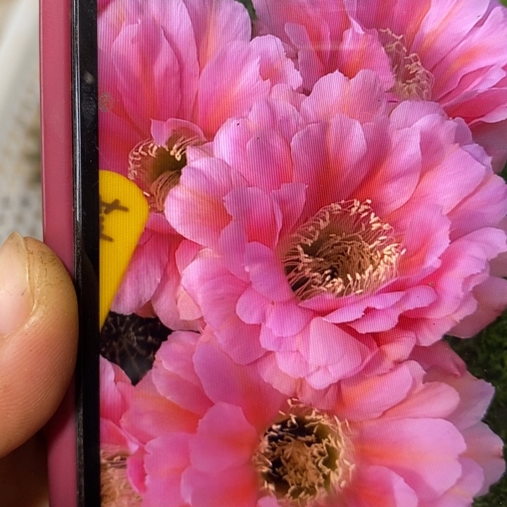 新遐想侧芽5厘米一颗