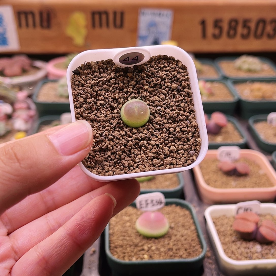 三年多大王登2可带盆土发货