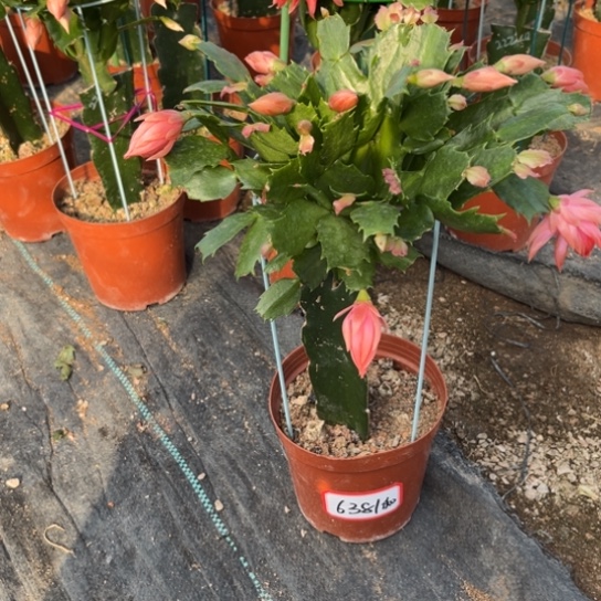 和***雨2220橙色蟹爪兰6381