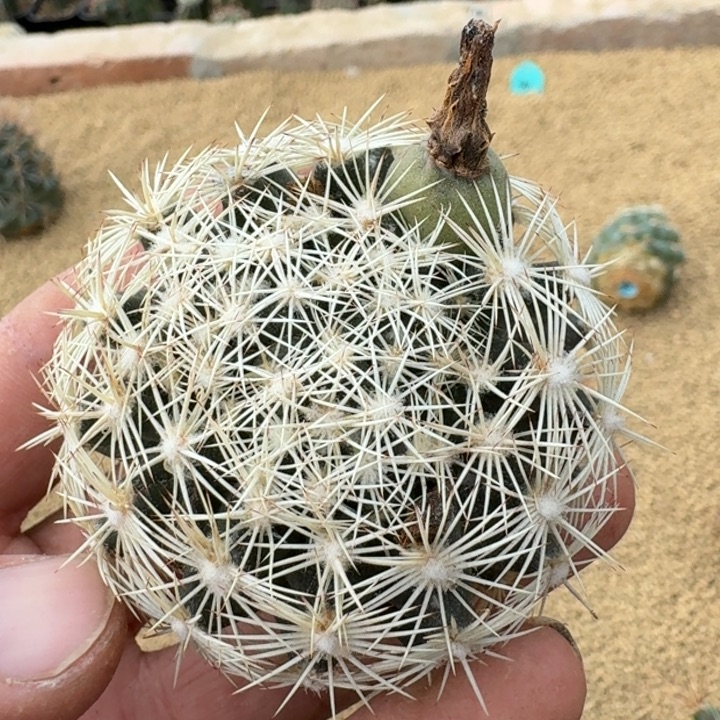 海胆丸有根6666666