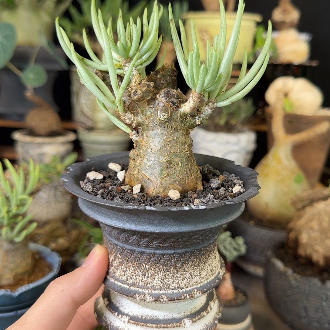 梧***风一物一拍白象奇峰锦260