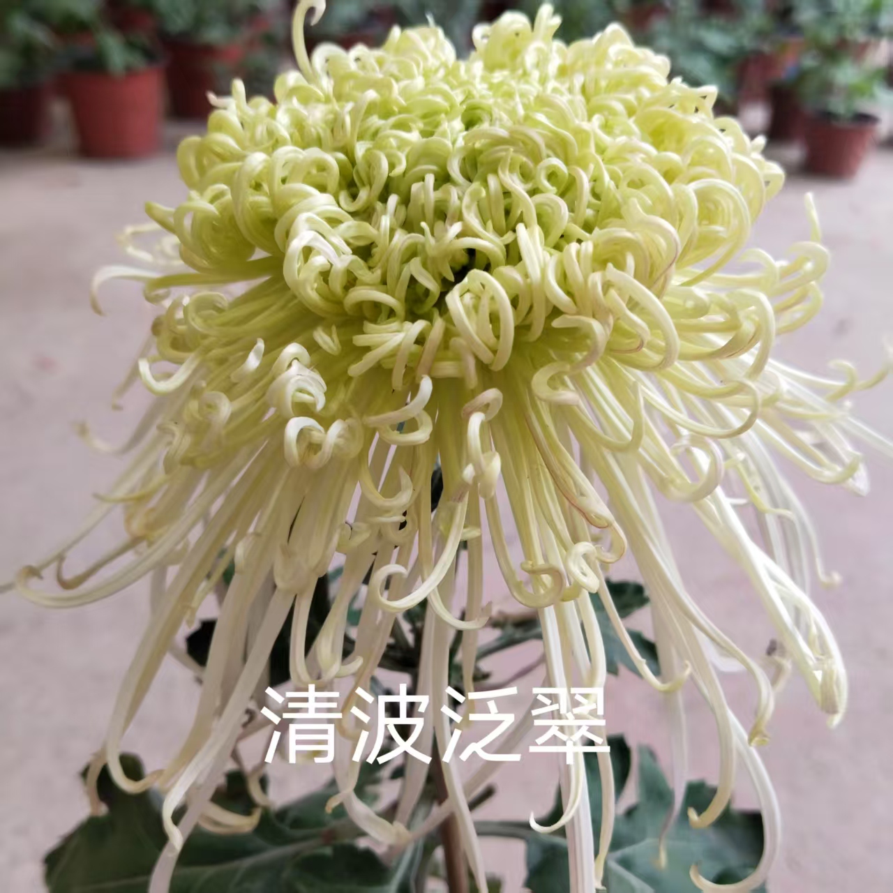 清波泛翠，菊花苗，秋季开花，可盆栽，可地栽。