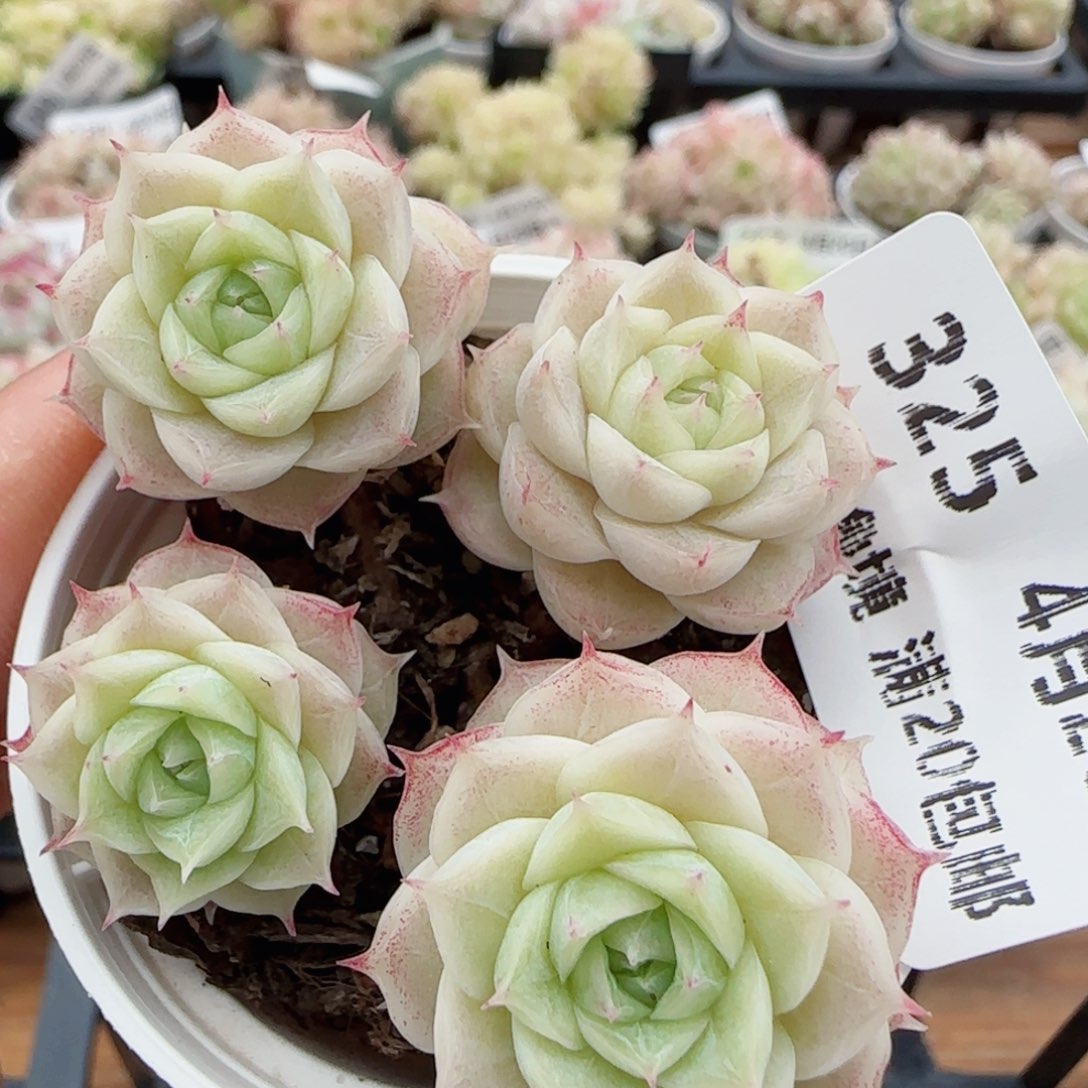 花语逸镜0420-325