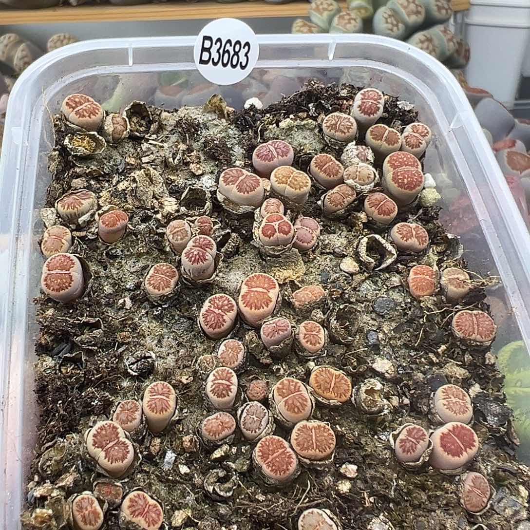3683尺寸很小品质很高带个奔