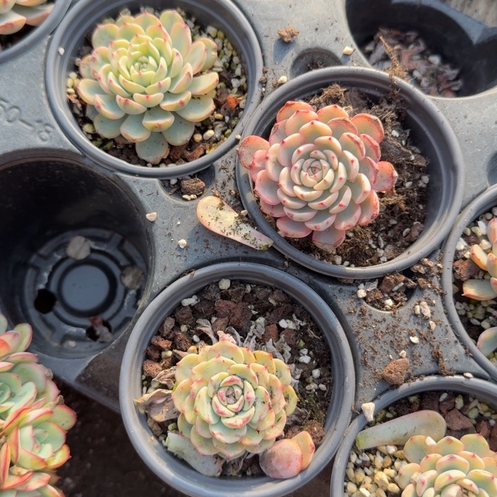 蓝姬莲锦两颗。            