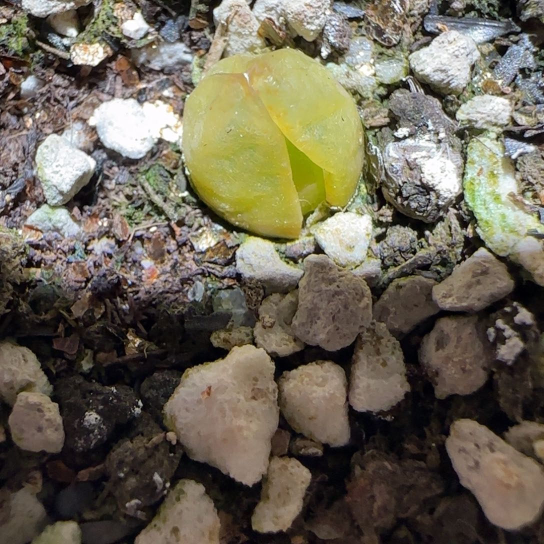 肉锥多肉植物百科-哈默1330有疤