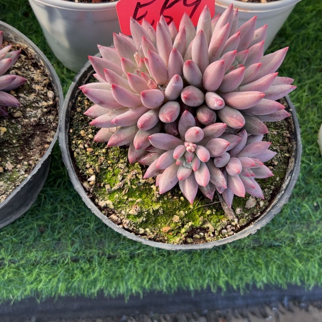 虞美人多肉植物保护