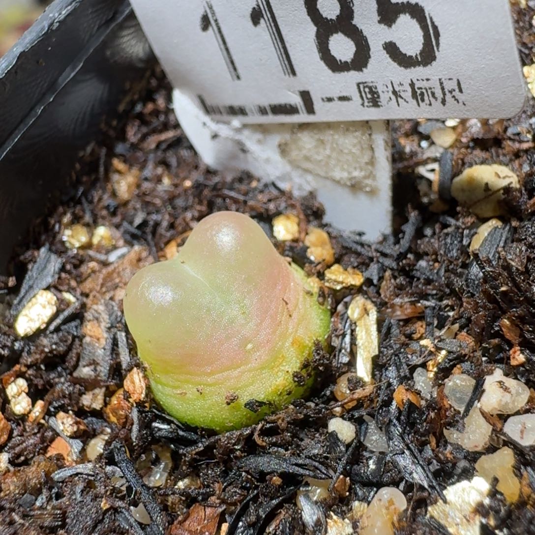 Sss清货便宜出1185