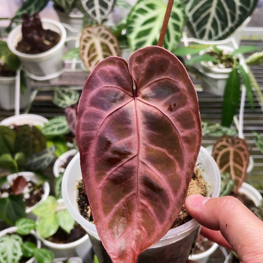 完全开放红水晶11