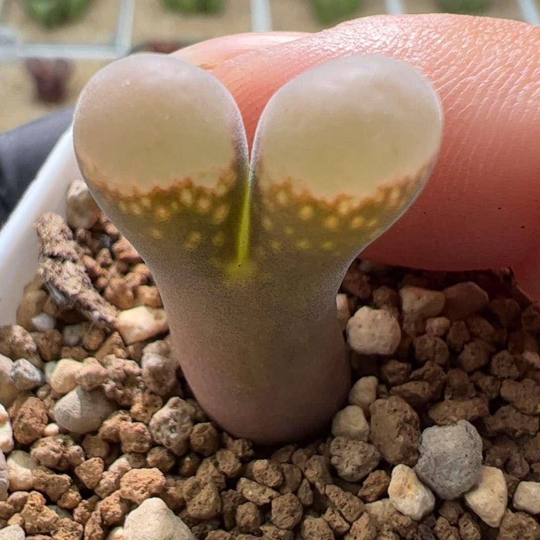 弯腰福利特价一颗946。  