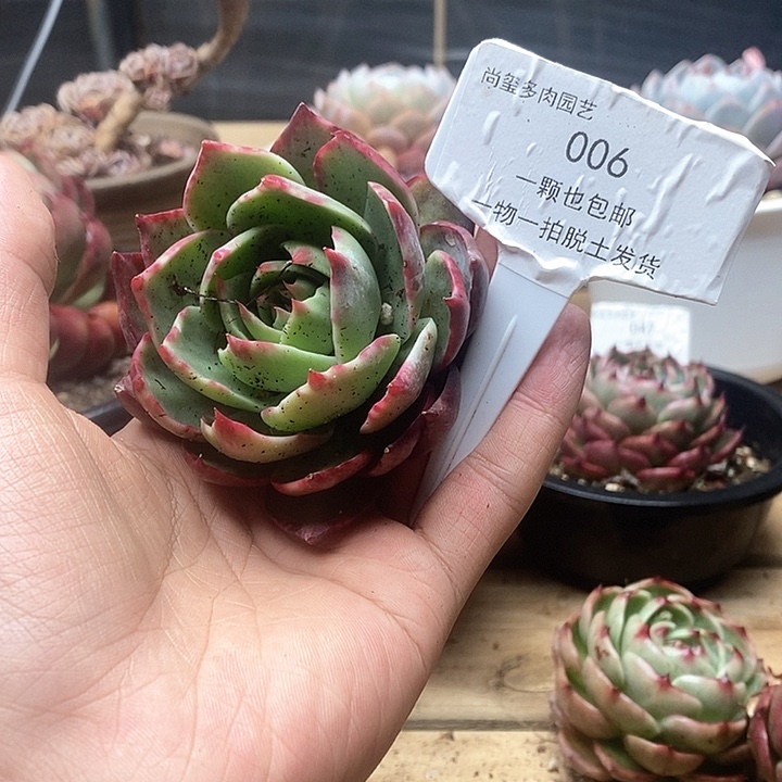 惊鸿仙子一物一拍006