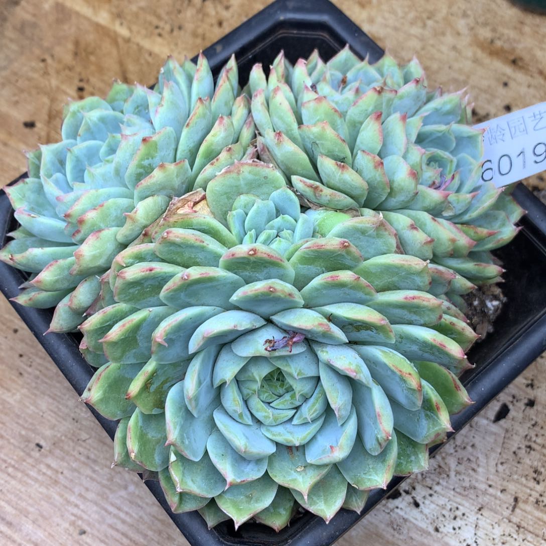 ￥*鑫6019杂交精品基地17厘米