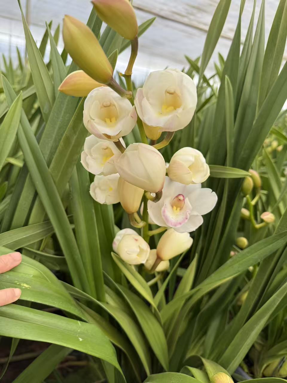 圣洁大花蕙兰带花苞盆栽带花苞年宵花盆栽绿植阳台好养活兰花