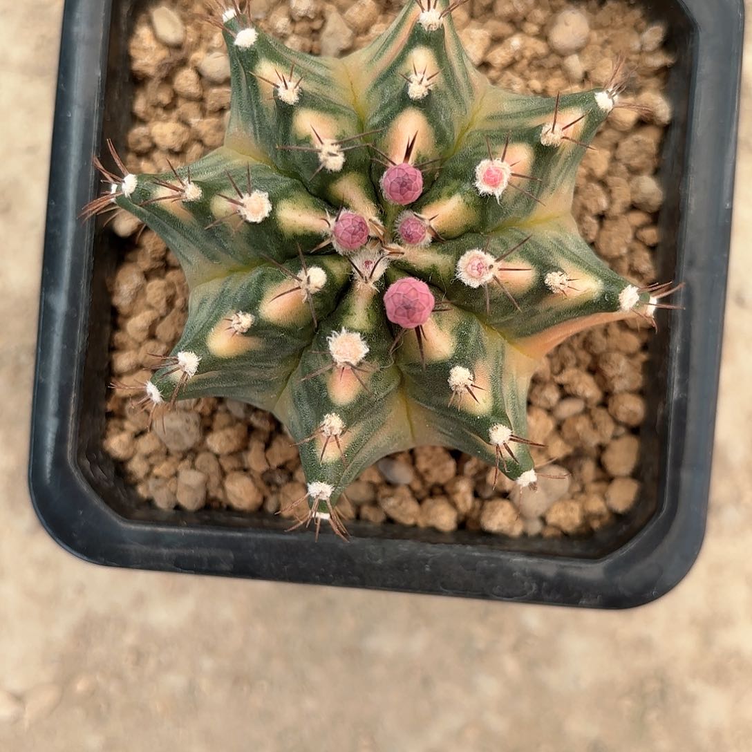 泰系实生米哈仙人球36号