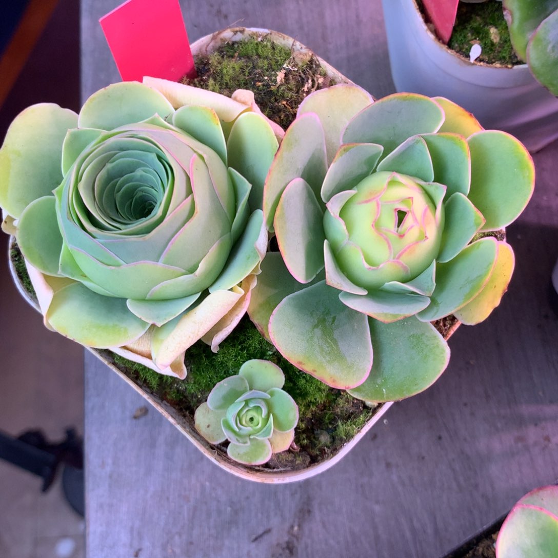 Z**L一物一拍一盆福利021