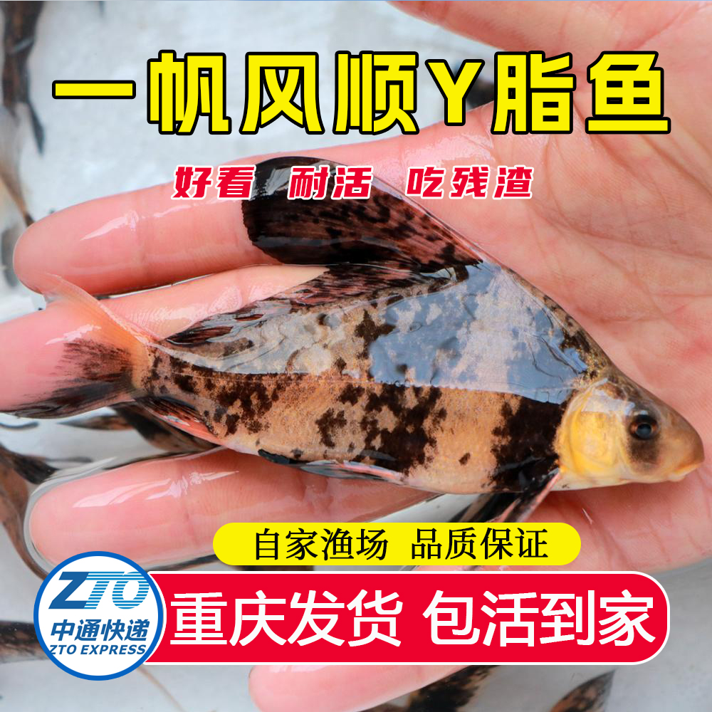 一帆风顺鱼脂淡水清道鱼可观赏工具鱼