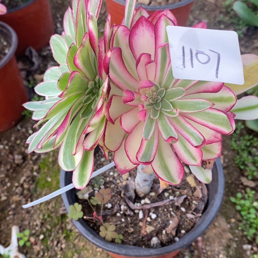 1107倾城变异多肉植物砍过嫁接