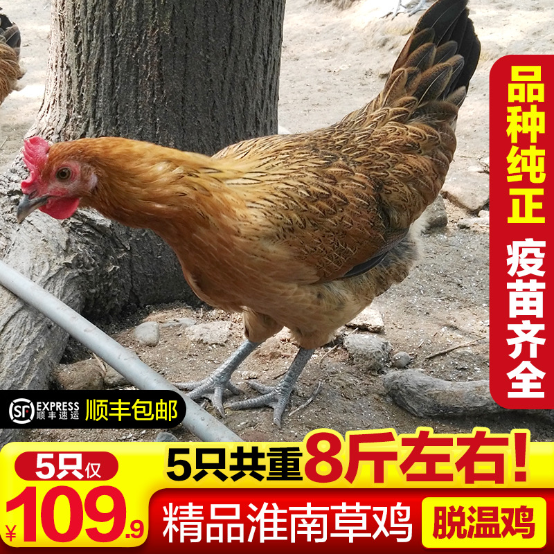 淮南土鸡 土鸡笨鸡 疫苗齐全包邮活体发货