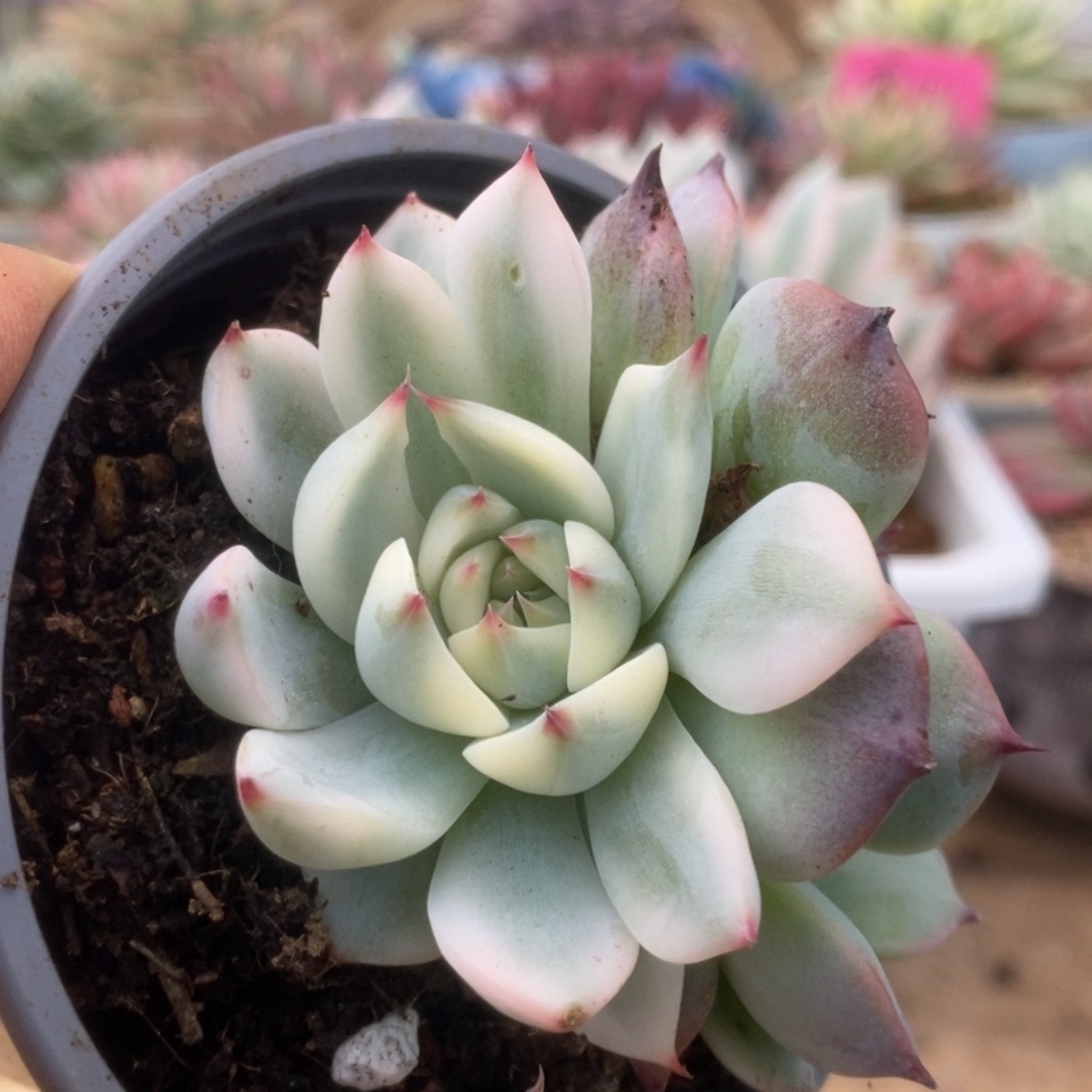 195锦锦锦锦和锦锦锦锦锦