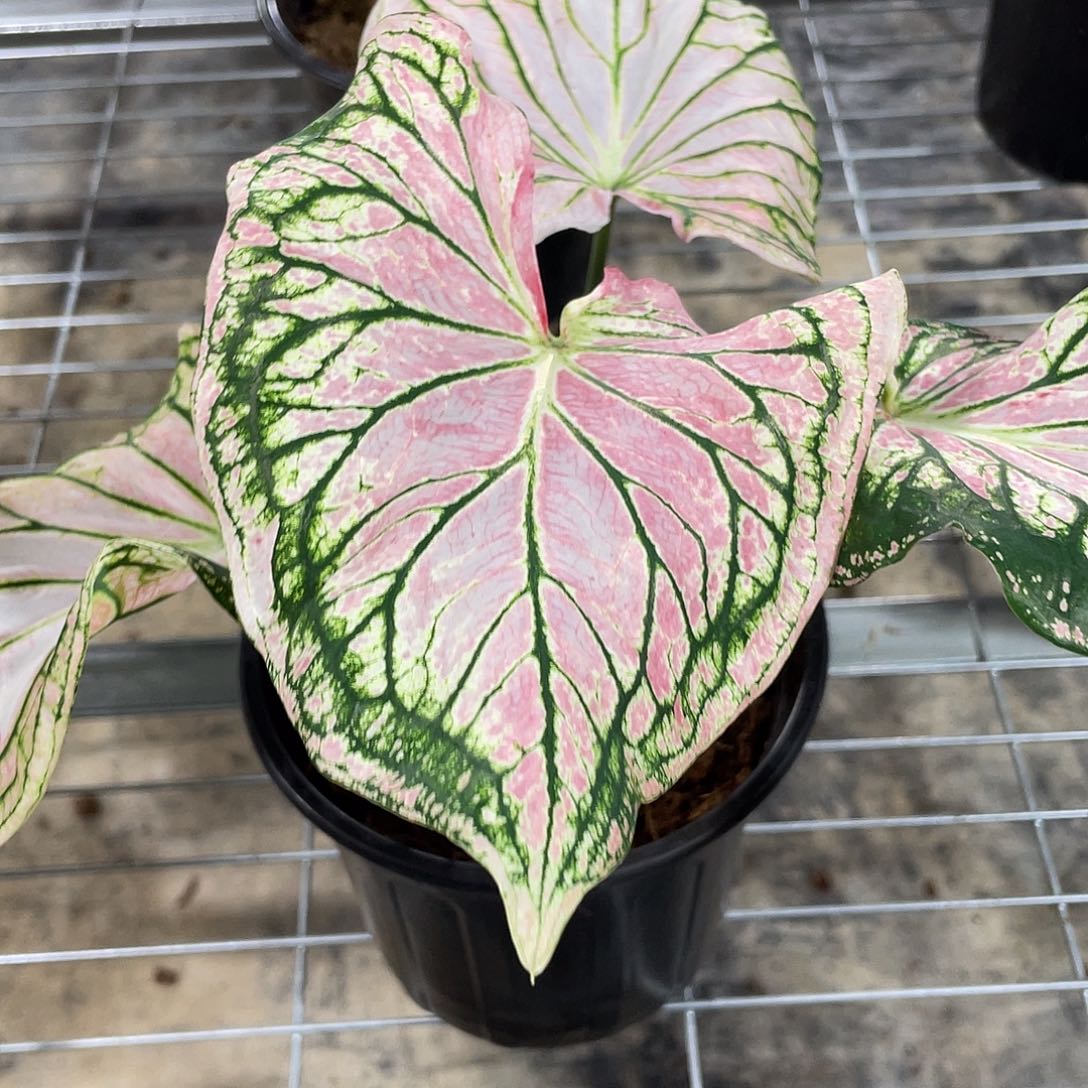 不开花植物粉色和声变异