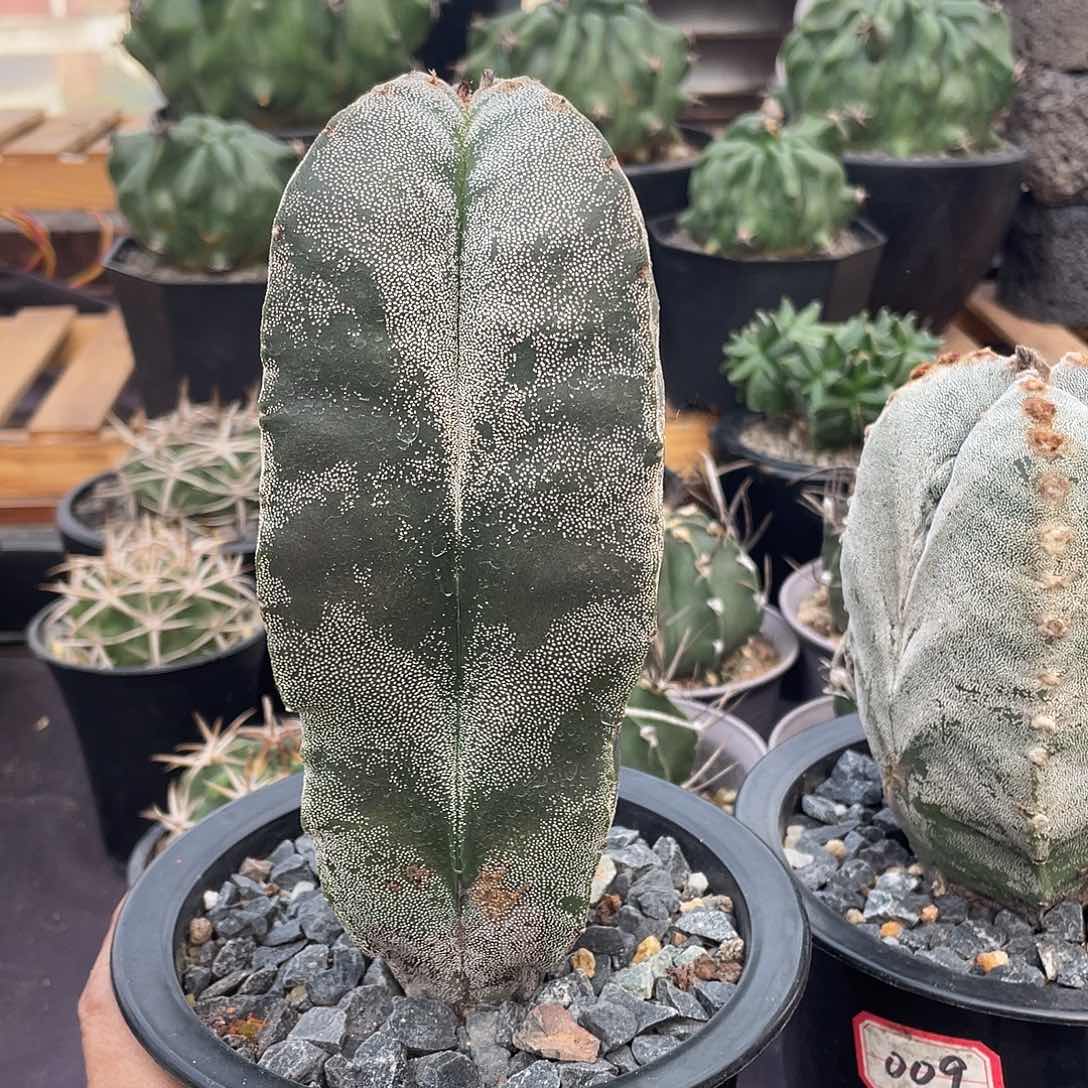 082实生根四棱银沙鸾凤玉