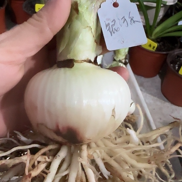 风波度银河系6.7cm，裸球发货